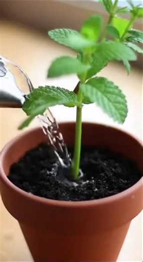 Ce geste simple transforme une tige en menthe vigoureuse