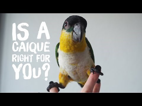 Is a Caique Parrot Right for you? Review