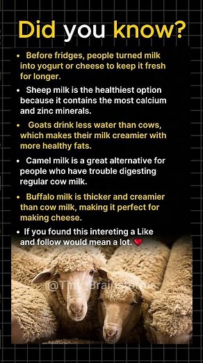 Why Sheep Milk Is the Ultimate Dairy Superfood