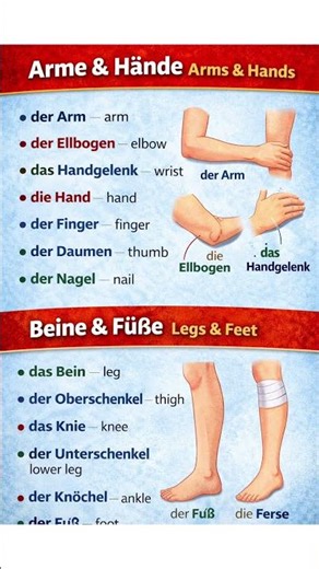 German Vocabulary A1 – Körperteile mit Artikel | Easy German #urdu #trending