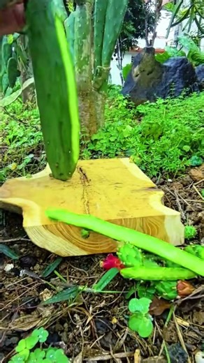 The Sound of This Cactus is Pure ASMR 🌵✨