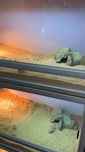 31K views · 666 reactions | A toad headed agama at @livingartbyfrankpayne shows off her impressive threat display!  TRR is made possible by @redlineshipping #toadheadedagama #phrynocephalusmystaceus #lizard #reptile | The Reptile Report | Facebook