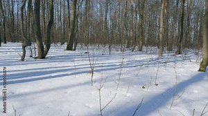 Trees In Winter Forest With Snow. Natural Scenery. Environment Nature Europe. Trees Cast Shadows On Snow.