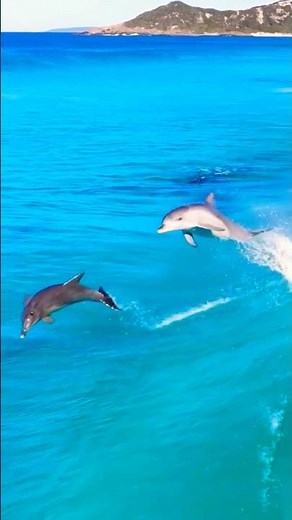 #oceanfishing swimming