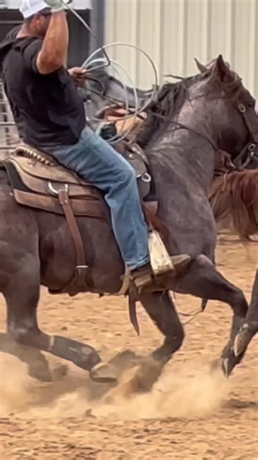 Eduardo Armas on Instagram: "Standing at stud for 2026. AQHA One Fabulous Vintage #aqha #stud #horses #caballos #stallion"