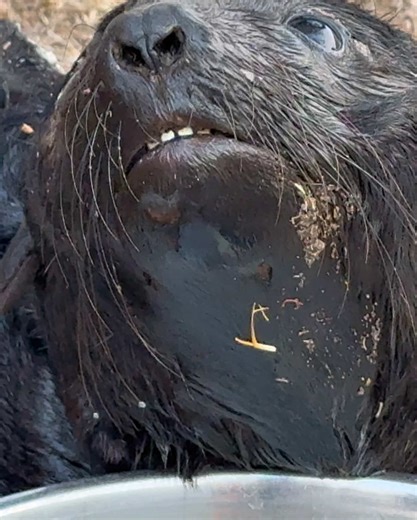 Cape Fur Seal Pup Rescued at Hartenbos Animal Hospital