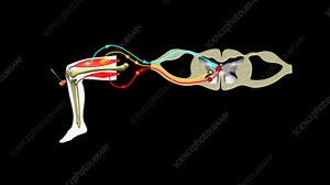 Knee jerk reflex mechanism - Stock Video Clip - K004/2046