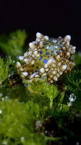 A super tiny sea animal - sea slug - Oxynoe kylei is feeding on the algae. 📷 Yury Ivanov https://www.facebook.com/diveivanov | Diving Specials