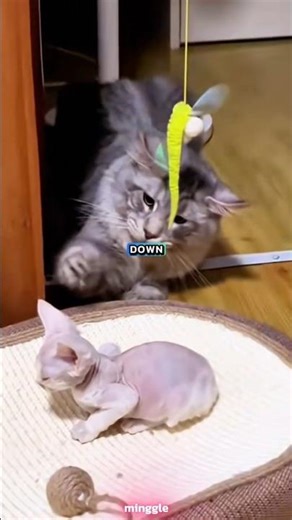 Can This Cat Teach Her Kitten Tricks? #shorts #funnymoments #funnycats