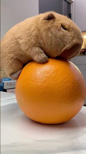 Capybara Eating Oranges: Real Footage #capybara #cute #orange #funny #funnyanimals #toys