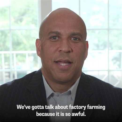 Factory farms are bad for our farmers, consumers, animals, the environment, and public health. They are breeding grounds for animal abuse and disease, and experts warn that infections, diseases, and even full-blown pandemics can be born in these massive, cramped warehouses of livestock. If you agree we need to repair our broken food system, donate to my campaign today. Together we will hold the big corporations behind factory farms accountable for their actions. | Cory Booker
