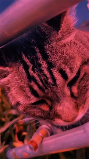 Mi gatita con montaje miau