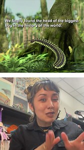 We found the head of the biggest bug ever #paleontology #bugs #arthropleura #science | Eons • PBS