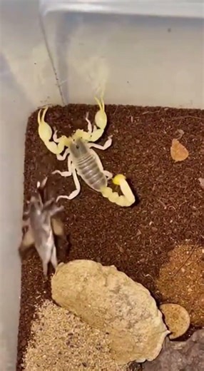 Scorpion vs. Cricket: Epic Takedown! 🦂🦗 #scorpion #cricket