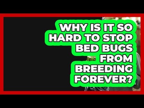 Why Is It So Hard To Stop Bed Bugs From Breeding Forever? - Insects and Invaders