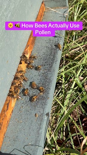 🌼🐝 How Bees Actually Use Pollen: When you see a bee flying around with big yellow or orange clumps on her legs, that is pollen, and it plays a huge role inside the hive. Here is what really happens 👇 🐝 1. Forager bees collect pollen from flowers: When bees land on a bloom, pollen sticks to their fuzzy bodies. They brush it into little pollen baskets on their legs, and haul it back home to the hive. 🐝 2. Pollen is the bees protein: Honey gives them energy, but pollen gives them protein, and 