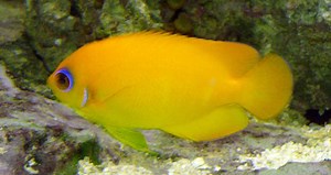 Lemonpeel Angelfish - Reef Safe | Size | Tank | Facts | Lifespan - SeaFish