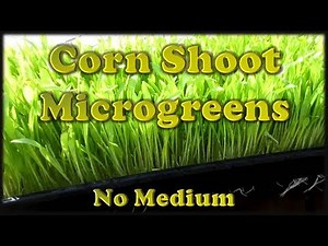 How to Grow Corn Shoot Microgreens the IHG Method