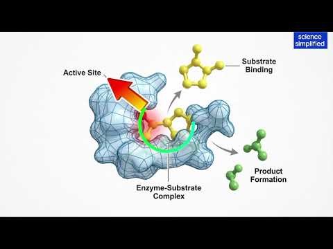 Enzyme-Substrate Complex & Catalysis Mechanism | Visual Breakdown