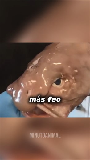 The blobfish is NOT what you think… check this out 😱 #funfacts #disturbingfacts