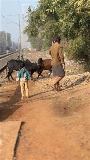 Subha subha do sando ki ladayi se bacha #vlog