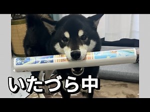 飼い主爆笑‼️構ってほしくて『カレンダーを咥える』柴犬