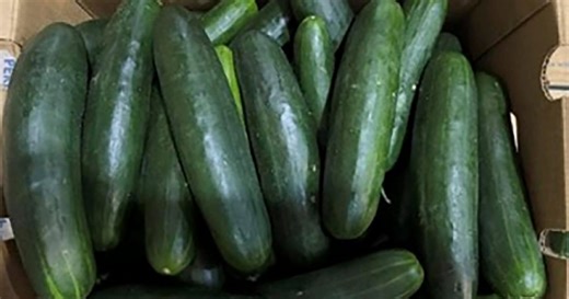 New salmonella outbreak linked to Florida grower's cucumbers