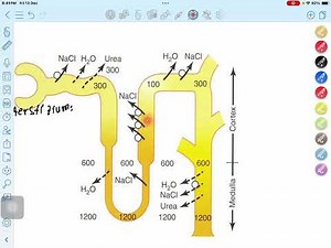Countercurrent Mechanism 1 (renal physiology)