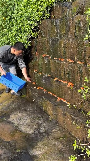 No Net, No Trap… Just Hand Catching Crabs 🦀😳 Too Easy...!🎣