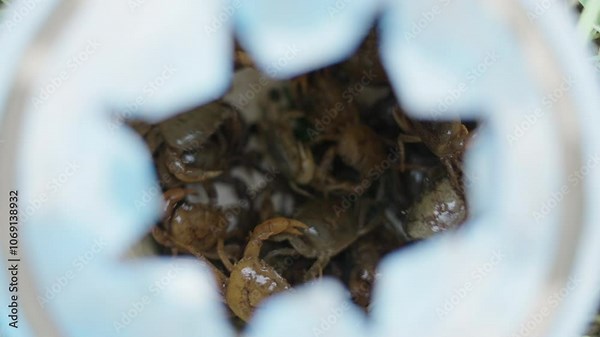 crabs trapped inside a bucket after being caught in vietnam rice fields