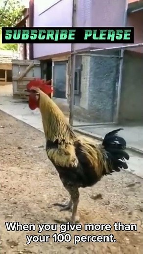 Rooster Falls Over Crowing || Funny Rooster || #Shorts35