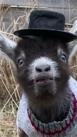 Sweet Goat Sounds 🐐🔊 | The Cutest Farm Animal Noises #animalsounds