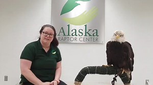 3.2K views · 328 reactions | Live stream with the Alaska Raptor Center | Alaska Raptor Center | Facebook
