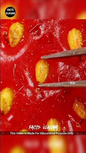 😱Microscope உலகம் எப்படி இருக்கும்னு பாக்கலாமா | Facts Ulagam_Fact In Tamil_#shorts