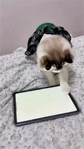 🐱 Cat with Gadget: So Entertaining! | Watch This Cat Have Fun with Its Gadget! 😹✨