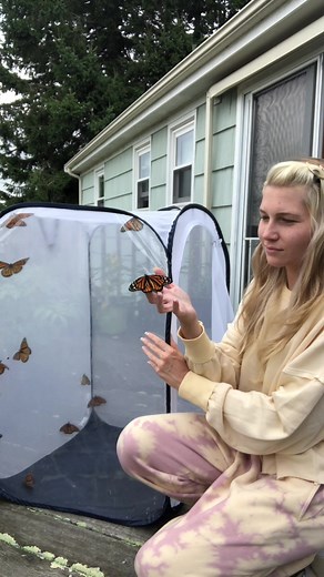 Raising Monarch Butterflies: How to Make Sugar Water and Care for Your Pet Butterfly