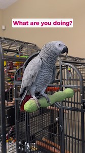 Our parrot talks back like a kid at bedtime 😂 #talkingparrot #africangrey | Gizmo the Grey Bird