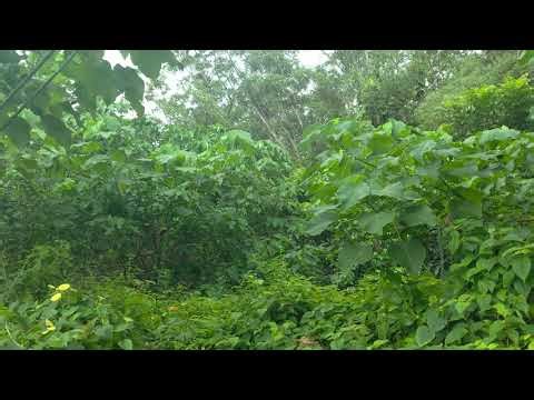 4K 120fps HDR video test #videotest #4ktest #hdrvideo #120hzrefreshrate