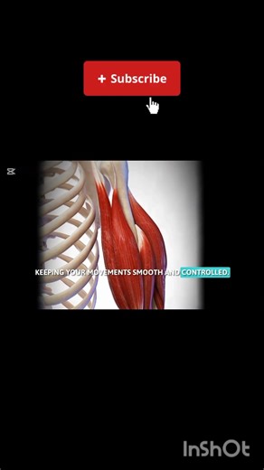 How Muscles Create Movement💪. #Human Anatomy #Biology