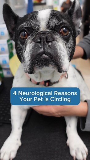 3.7K views | If your dog has suddenly started walking in circles and...