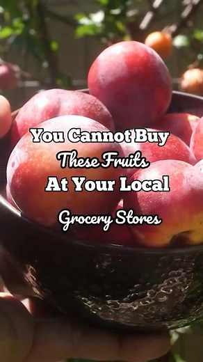 Growing & Harvesting Pluots – Sweet, Juicy & Easy to Grow! 🍑🌳