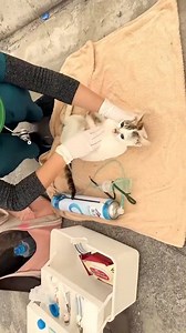 I tried my best to save the life of a street mother cat when she was fighting with her paws for death. #CAT #cats #catlover #pet #streetcats #meowandco #meowandcobd | Meow & Co.