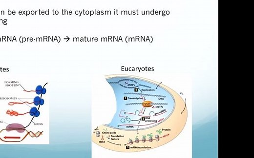 RNA处理：5' cap, 3' polyA tail, 和剪接