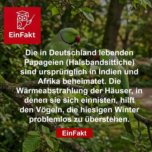 Tropische Papageien im deutschen Winter! 🦜❄️ | Wie sie hier überleben | EinFakt
