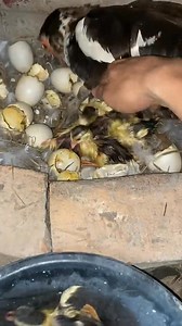 259K views · 1.7K reactions | Uma mamãe Feliz ❤️❤️❤️ #baby #duck | Marcus Amaral | Facebook