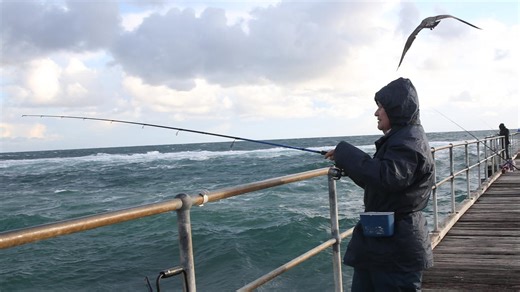 Algal bloom horror kills sea creatures at Foul Bay