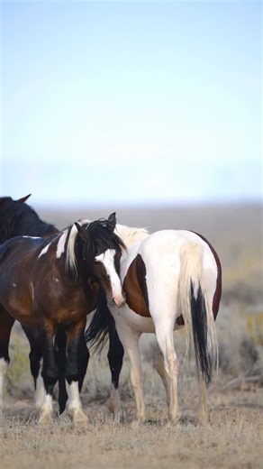 26K views · 3.1K reactions | Zipper, the oldest stallion in this...