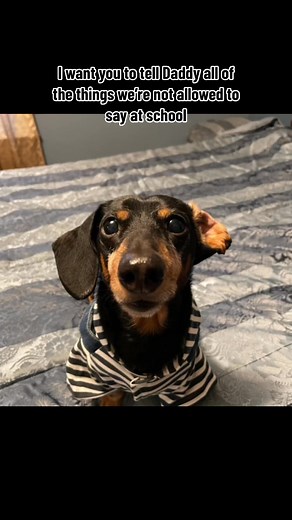2.1K views · 84 reactions | Mommy's little helper, ready for a new adventure!  #DogLove #NightWalks | Hannah Gonzalez | Facebook
