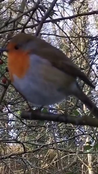 A beautiful and happy sounding Robin 🧡 | The Robin Whisperer
