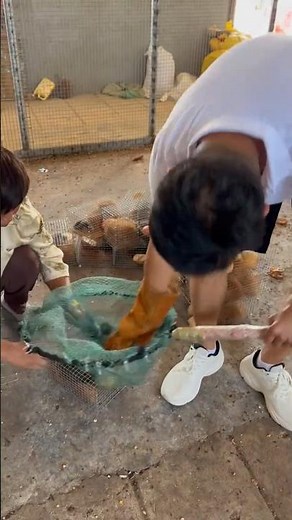 Squirrel Harvesting: Farmer Nets and Cages Squirrels on Farm 👀